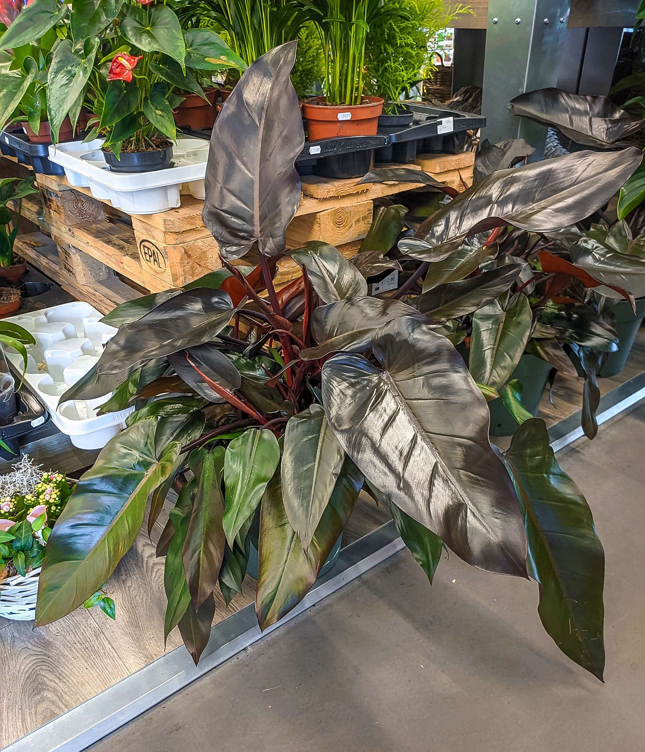 Wil Je Kennis Maken Met De Philodendron Imperial Red Plantbeeldig